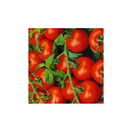Tomate cerise Zuckertraube | Semences bio et reproductibles