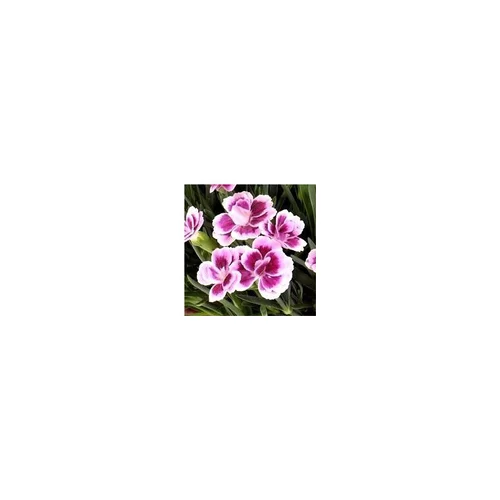 Pour tous vos besoins extérieurs：Dianthus Pink Kisses - Le pot de 2 litres