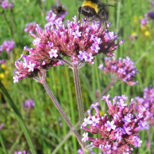 Verveine Bonariensis | Semences bio et reproductibles