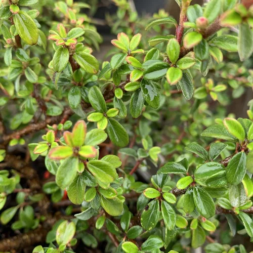 Accessoire pour le jardin：Cotonéaster Dammeri Coral Beauty vert. Le pot de 3 litres, 30/40 cm