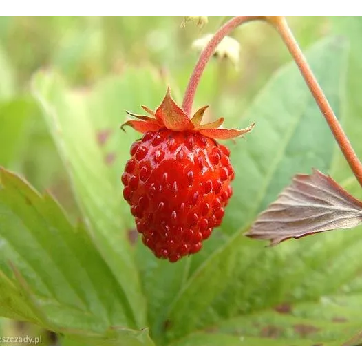 Fraisier des 4 Saisons*