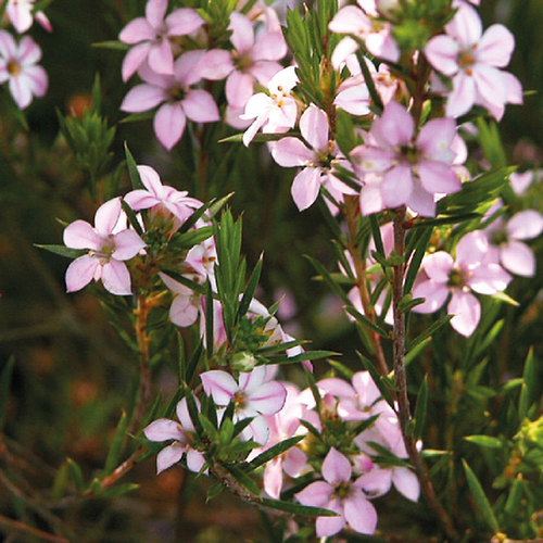 PLANTE DU PÊCHEUR - PINK FOUNTAIN - POT 3L