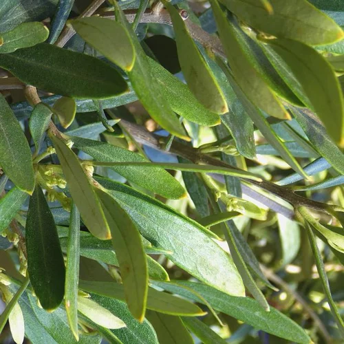 Pratique pour le jardin：Olea Europaea ou Olivier. Le pot de 160 litres, 50/60 cm