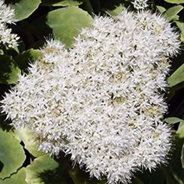 6 x Orpin remarquable 'Iceberg' – Sedum spectabile 'Iceberg', godet 9cm x 9cm