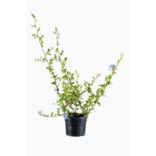 Jardin tendance：Plumbago Auriculata (Dentelaire du cap) 75 avec tuteur en pot de 2 L bleu
