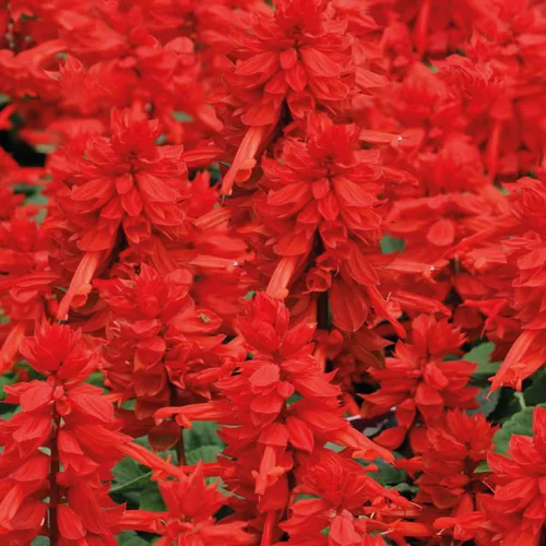 Extérieur pratique：Sauge splendens rouge - La barquette de 4 plants