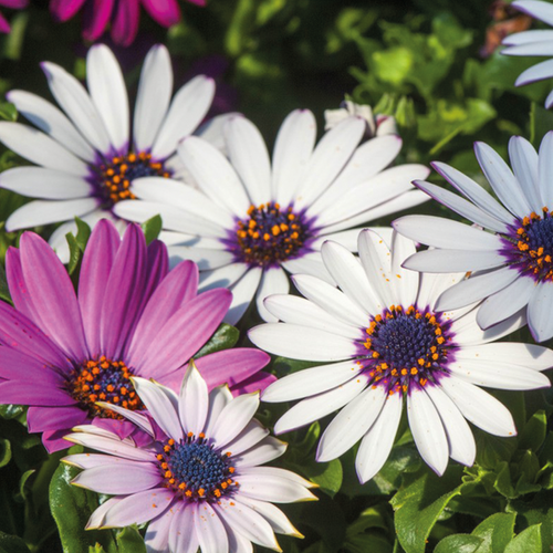 MARGUERITE DU CAP - POT 2,5L
