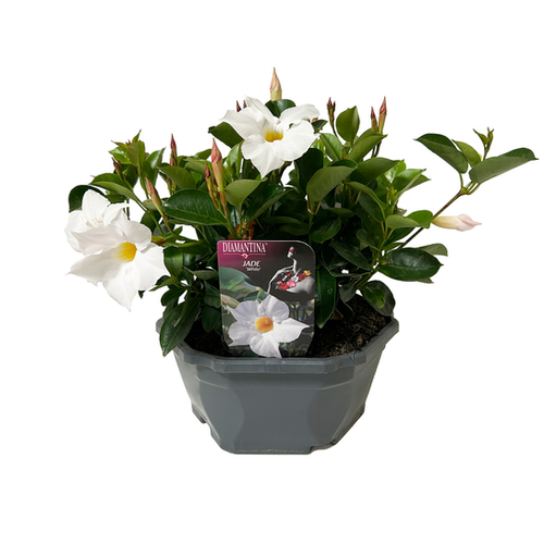 DIPLADENIA MIX - COUPE ⌀27CM
