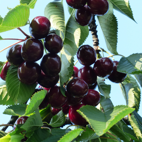 CERISIER BURLAT - 1/2 TIGE 6/8 - POT 12L