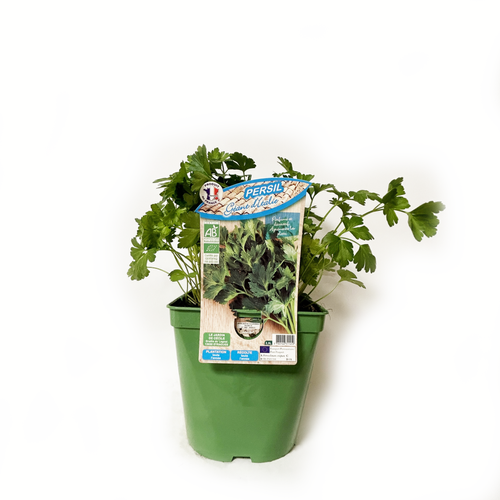PERSIL GÉANT D'ITALIE BIO - POT DE 2,5L
