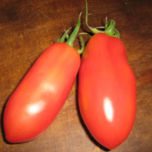 Tomate San Marzano | Graines bio et reproductibles