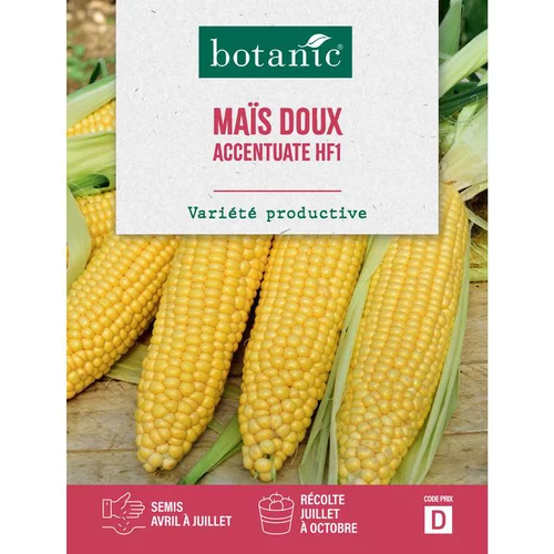 Pour vos aménagements extérieurs：Graines de maïs accentuate hybride F1 botanic® - graines à semer