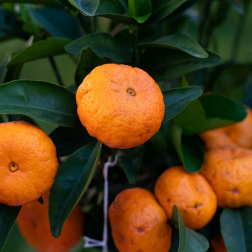 MANDARINIER CLÉOPÂTRE (CITRUS RESHNI) - POT DE 5L - 1/4 TIGE