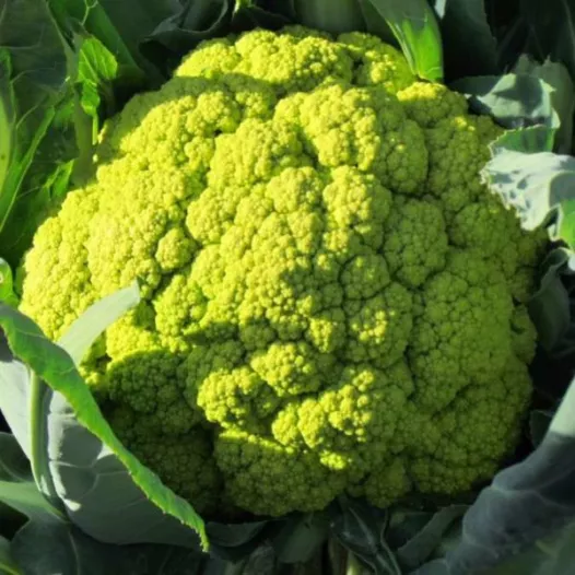 Semences bio de Chou-Fleur Verde di Macerata