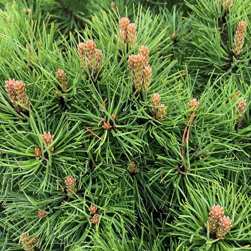 Essentiel maison：Pin noir nain (Pinus Nigra) Marie Bregeon 40/50. Le pot de 5 litres