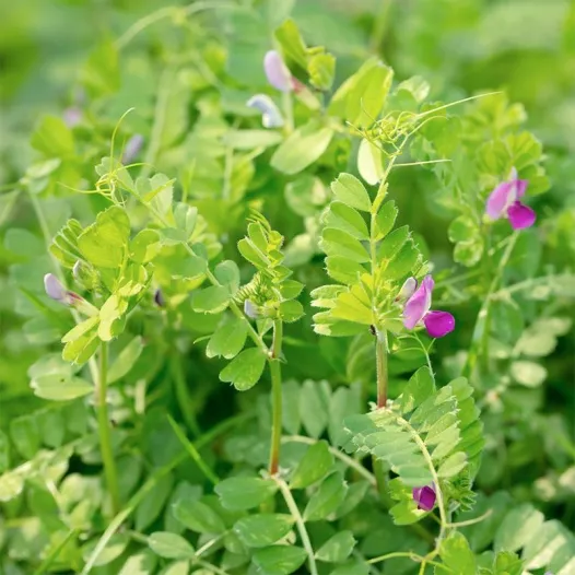 Vesce d'été | Semences bio d'engrais vert