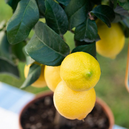 CITRONNIER CARRUBARO (CITRUS LIMON FEMMINELLO) - POT DE 5L - 1/4 TIGE
