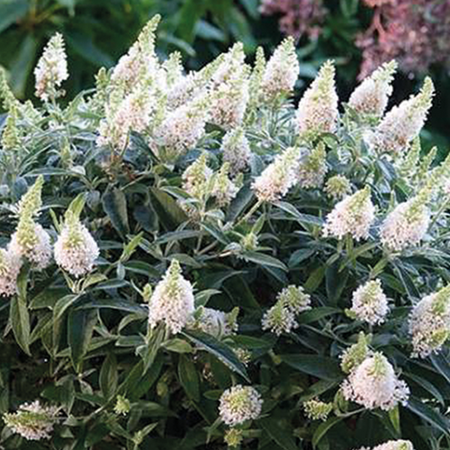 BUDDLEJA DAVIDII (ARBRE AUX PAPILLONS) - WHITE 'DAPCOMWHI' - POT 4,5L