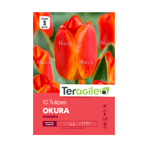 BULBES DE TULIPES 'OKURA' TRIOMPHE - TERAGILE® - X10