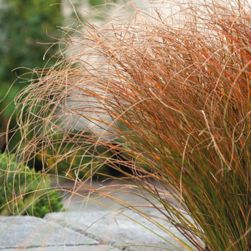 CAREX PRAIRIE FIRE - POT 4L