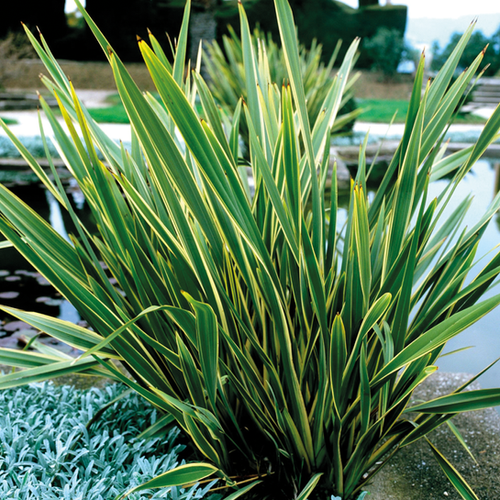 PHORMIUM TENAX VARIEGATUM - LIN DE NOUVELLE-ZÉLANDE - POT DE 5L