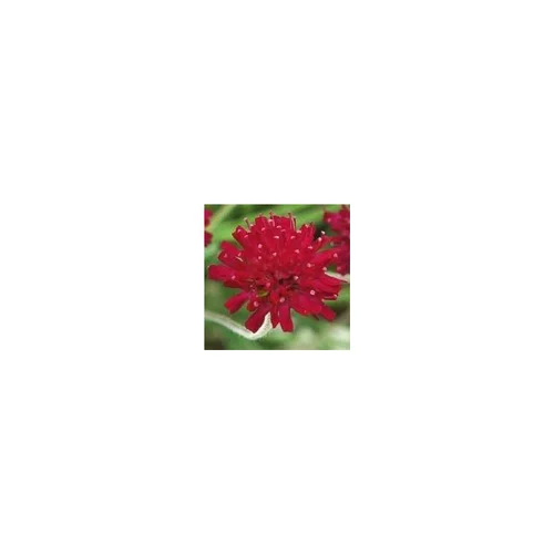 Pratique au jardin：Knautia - Le pot de 1 litre