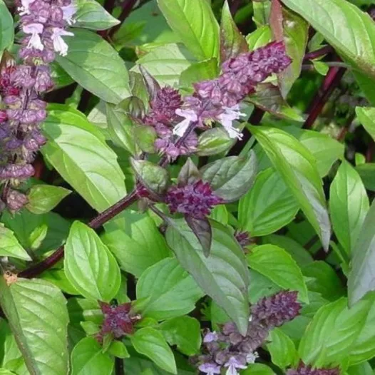 Biologische en reproduceerbare zaden van Basilicum kaneel