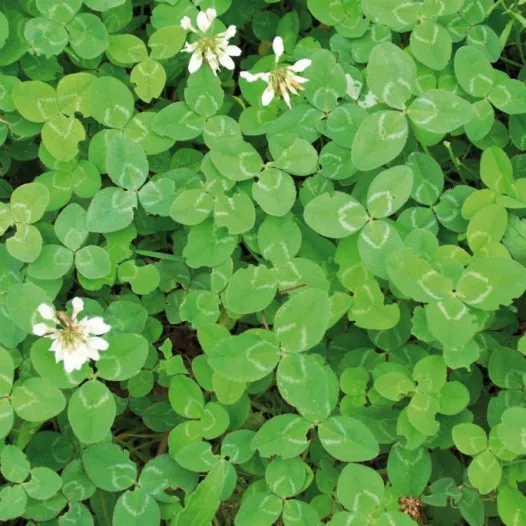 Trèfle Blanc | Semences bio d'engrais vert