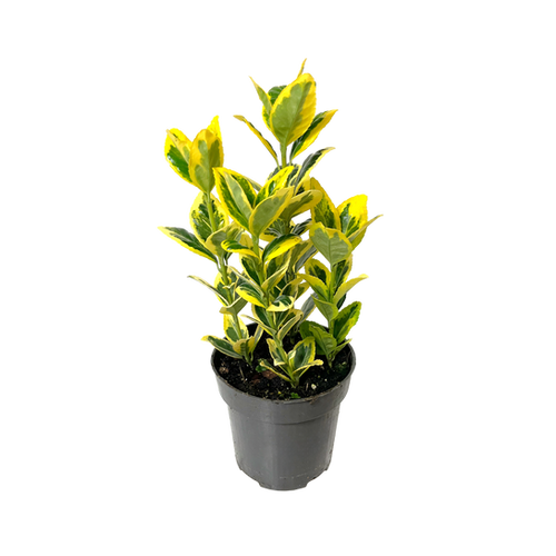 FUSAINS DU JAPON - POT Ø9CM