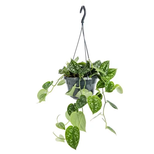 Univers extérieur：Scindapsus Pictus suspension Ø14xH40 cm