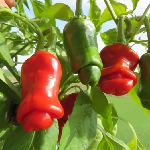 Biologische zaden van Peper Penis