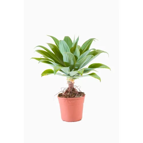 Pour un jardin bien équipé：Agave Attenuata (agave à cou de cygne) en pot de 70 L vert