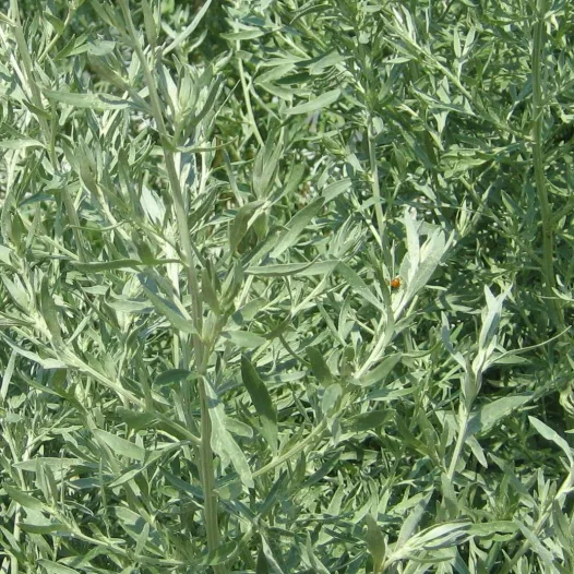 Absinthe | Plante médicinale bio et reproductible