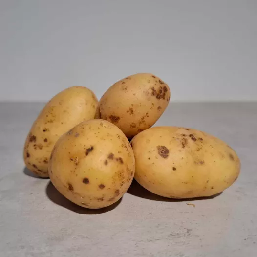 Bio plantgoed van Aardappel Monalisa - 1KG*