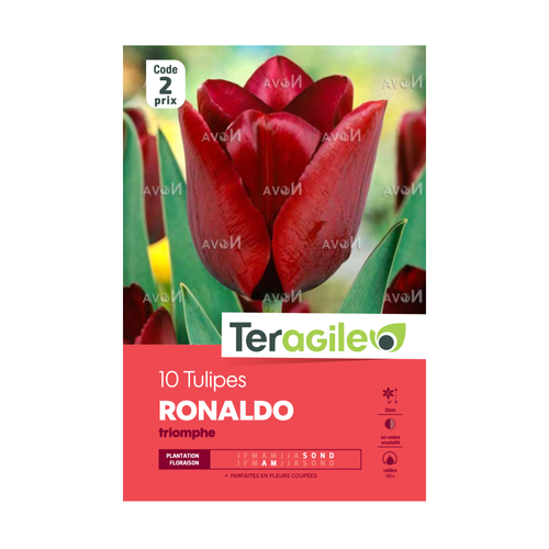 BULBES DE TULIPES 'RONALDO' TRIOMPHE - TERAGILE® - X10