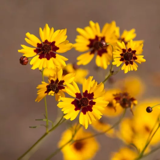 Coreopsis meisjesogen organisch en reproduceerbaar