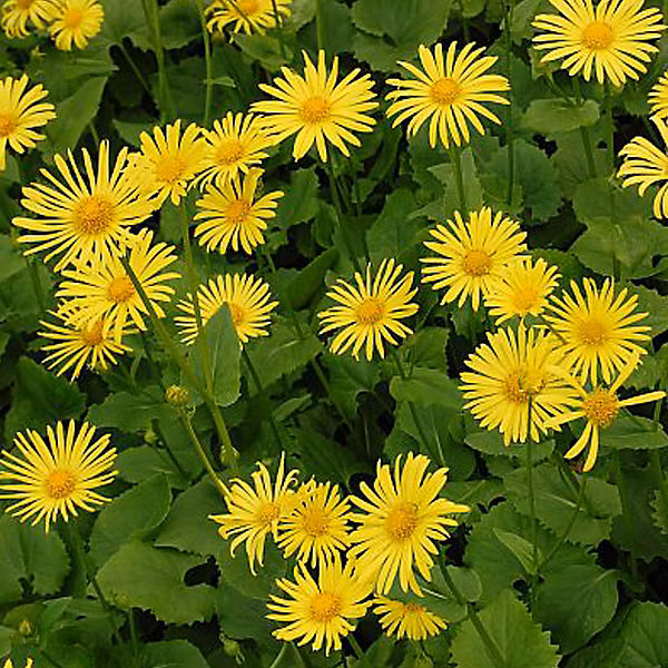6 x Doronic du Caucase 'Magnificum' – Doronicum orientale 'Magnificum', godet 9cm x 9cm