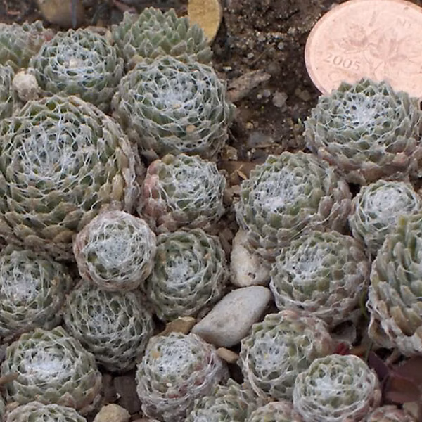 6 x Joubarbe toile d'Araignée – Sempervivum arachnoideum, godet 9cm x 9cm