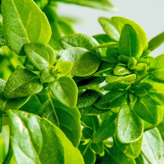 Graines de basilic fin vert bio | Graines aromatiques