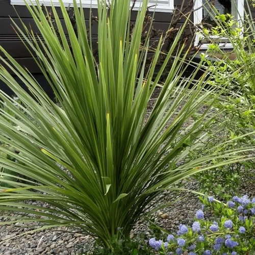CORDYLINE 'INDIVISA' - POT DE 8L - H 60/80CM