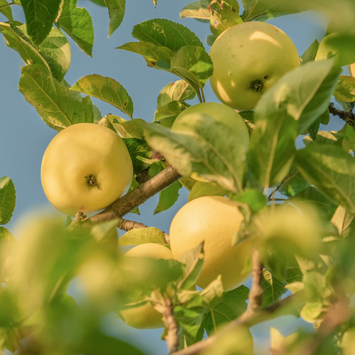 POMMIER BELCHARD CHANTECLER® - 1/2 TIGE 5/7 - POT 12L