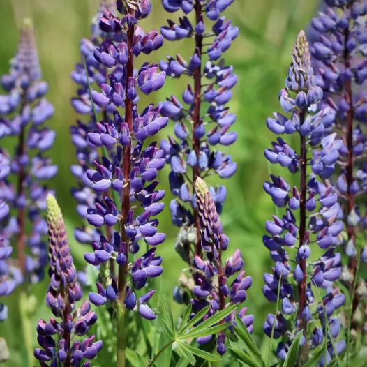 Lupin bleu | Semences bio d'engrais vert