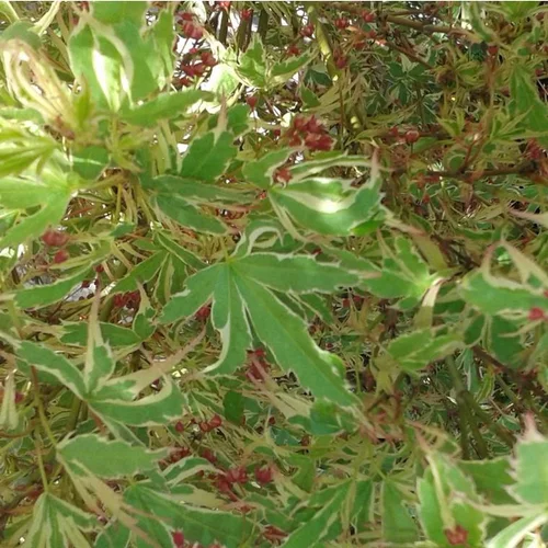 Facile dehors:Érable du Japon Butterfly vert marginé crème. Le pot de 3 litres