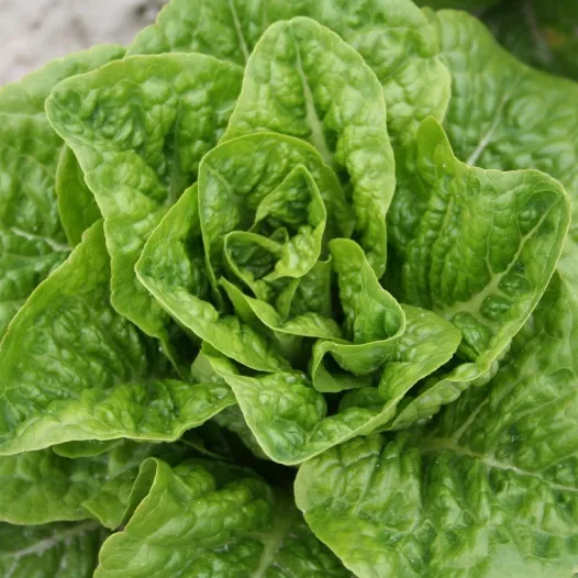 Biologische zaden van Kropsla Craquerelle du Midi