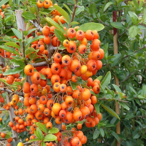Pour plus de confort à l’extérieur:Pyracantha. Le pot de 2 litres