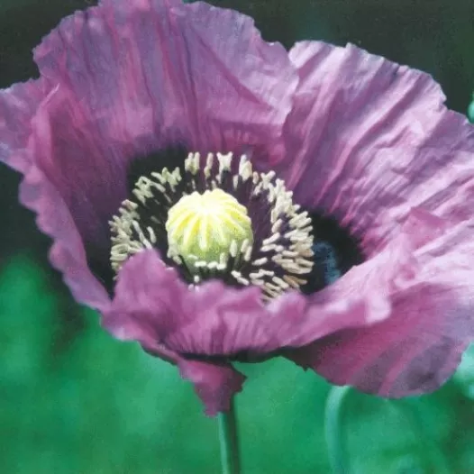 Graines bio de Pavot violet simple