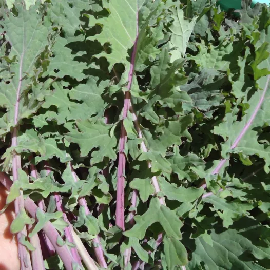 Semences bio de Chou Kale Red Ursa