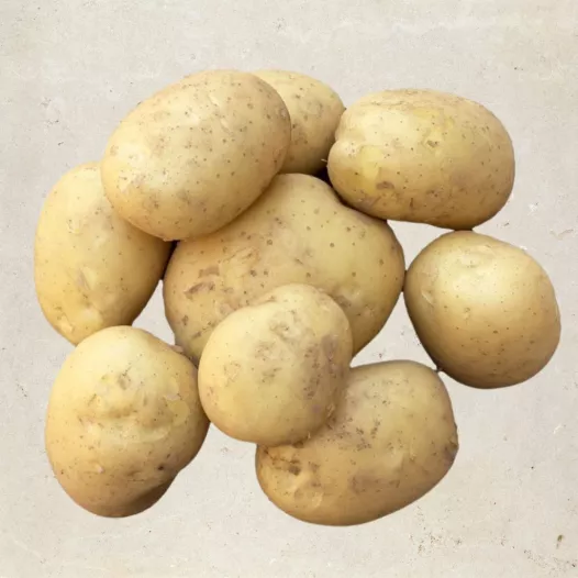 Aardappel Etincelle - 5kg | Bio pootgoed