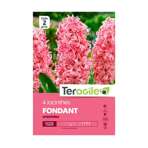 BULBES DE JACINTHES 'FONDANT' ORIENTALES - TERAGILE® - X4