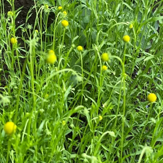 Graines bio de Cephalophora aromatica ou Plante ananas